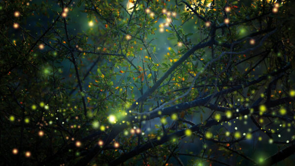 <b>Neu:</b> Der Glühwürmchen Wald